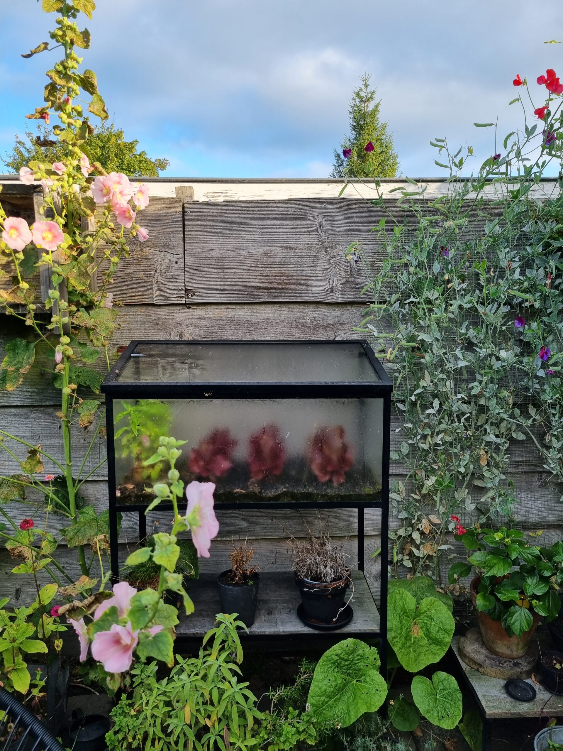 Buitenkas koude kas maatwerk op aanvraag